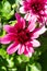 Red chrysanthemums flowering plants in natural light