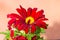 Red chrysanthemums flowering plants over copper