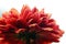 Red chrysanthemums petal flourishing flower