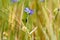 A red cicada on a cornflower in the cornfield, with aphids on the stem