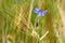 A red cicada on a cornflower in the cornfield, with aphids on the stem