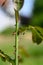 A red cicada on a Rose stem