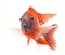 Red cichlid fish, ruby red peacock fish