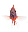Red cichlid fish, ruby red peacock fish, isolated