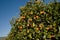 Red citrus on the tree