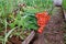 Red classic tulips, stacked in bunches in the beds, Hennie Van der Most's Triumph variety grown on the farm, a field