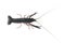 Red claw crayfish alive or fash water lobster alive set on isolate white background