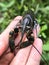 Red claw crayfish on man hand