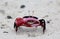 Red-clawed Crab