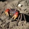 Red-clawed mangrove crab