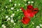 Red clay vintage cup jug in daisy meadow