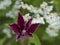 Red Clematis Rouge cardinal opening flower and bud on white flower a nd green leaves background, selective focus.