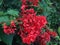 Red Clerodendrum Paniculatum flower