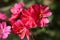 Red cliff maids (also known as Lewisia cotyledon or Siskiyou lewisia) in spring
