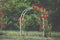 Red climbing roses on arch blooming in garden