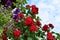 Red climbing roses and purple clematis rising towards the blue sky.
