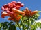Red climbing trumpet and blue summer sky