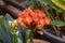 A Red Clivia flower growing in a domestic garden