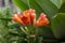 A Red Clivia flower growing in a domestic garden