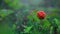 Red cloudberry on a background of green leaves