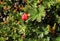 Red cloudberry on a background of moss of different colors