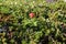 Red cloudberry on a background of moss of different colors