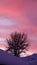 Red clouds and winter tree at sunset sky in Are Valadalen in Jamtland in Sweden