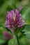 Red clover