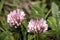 Red Clover Anthyllis vulneraria alpestris on the meadows of Malbun, Liechtenstein