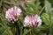 Red Clover Anthyllis vulneraria alpestris on the meadows of Malbun, Liechtenstein