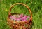 Red clover in the basket. Gather Herbs for Herbal Medicine. Herbal Plants.