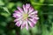 Red Clover Bloom