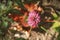 Red clover bud on light ground background with autumn maple leaf