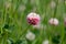 Red clover on the field