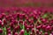 Red Clover fields in the summer time , close up with detail