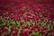 Red Clover fields in the summer time , close up with detail