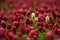 Red Clover fields in the summer time , close up with detail