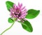 Red Clover flower