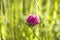 Red clover flower bloomin in spring