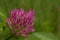 Red clover flower macro - Trifolium pratense