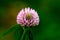 Red clover or inflorescence, close-up. Wild clover, flowering plant of the legume family