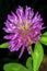 Red clover, medicinal plant