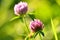 Red clover, medicinal plant with fower