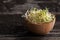 Red Clover Sprouts in a Wooden bowl