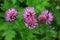 Red Clover - Trifolium Pratense