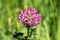 Red clover Trifolium pratense