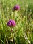 Red clover Trifolium pratense flower in mid summer meadow, blurred flower with grass in the background