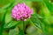 Red Clover (trifolium pratense) flowerhead