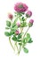 Red clover (Trifolium pratense) isolated on white background. Generative AI realistic watercolor illustration