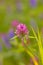 Red Clover Wildflower in a meadow.  Trifolium pratense